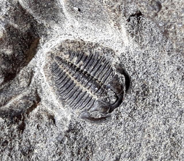 Olenus truncatus (BRNNICH 1871) - Bild © FossNet FossilienStore